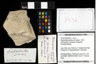 Foto (Objekt + Etiketten) von Eodromites grandis (von Meyer, 1857) 